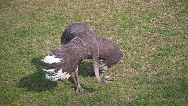 羽根を広げるダチョウ