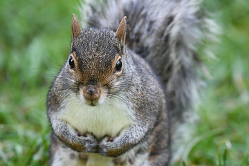 Closeup of a grey squirrel
