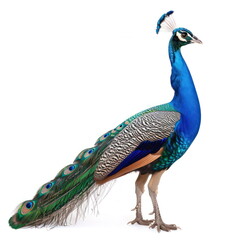 Obraz premium peacock on white background