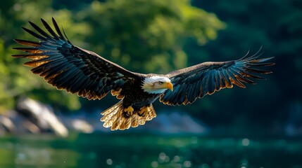 Obraz premium Majestic bald eagle soaring above a pristine lake, regal beauty, avian grace, wildlife spectacle :: birdwatching, wildlife photography, lakeside picnic