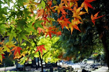 Vibrant autumn leaves in a serene park setting.