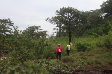couple walking in the woods  Hikers, nature tourism, beautiful, big, rich forest