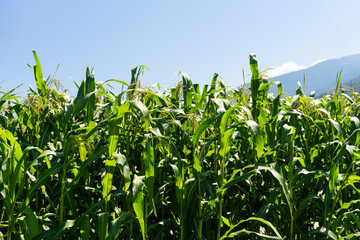 Obraz premium Detailed view of a lush green cornfield, with tall corn plants thriving under a clear blue sky, symbolizing the abundance of summer harvest. Corn cobs in corn plantation field