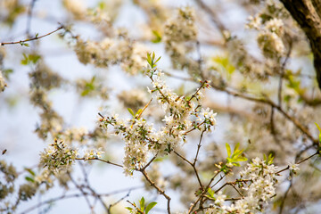 spring in the forest