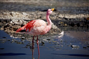 A pink flamingo stands gracefully in shallow water, showcasing its vibrant feathers.