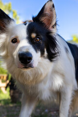 Un border collie observando con concentración, listo para jugar, con el fondo desenfocado de césped verde y cielo azul. Su energía y enfoque reflejan su inteligencia y lealtad.