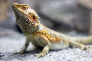 Un lagarto erguido sobre sus cuatro patas, con el cuello extendido y la cabeza elevada, listo para atacar. Su cuerpo brillante y tonalidades amarillentas destacan su intensidad y agilidad.
