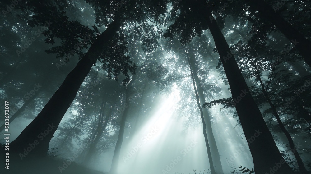 Poster sun rays break through the fog in a dark, mysterious forest, creating a sense of wonder and mystery.