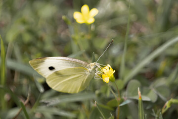 Primer plano de una mariposa blanca posada en una pequeña flor amarilla, capturando un momento de tranquilidad en la naturaleza. Ideal para representar la belleza y delicadeza de la vida silvestre.