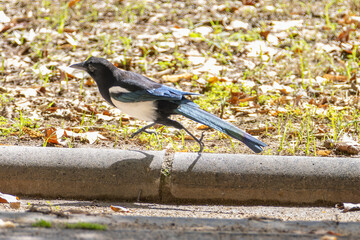 Fotografía de una urraca caminando en el suelo con hojas caídas alrededor. Ideal para capturar la vida silvestre y la belleza de las aves en su entorno natural.