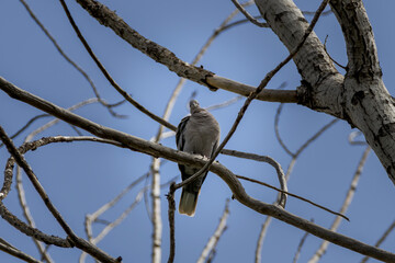 Fotografía de una paloma posada en las ramas de un árbol, con el cielo azul de fondo. Una imagen que transmite calma y conexión con la naturaleza.