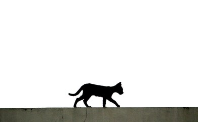 a cat walks on the top roof of building