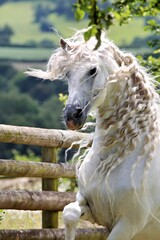 A majestic white horse with flowing mane stands gracefully in a lush green landscape. © SATRIANANGISAN