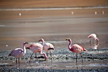 A group of flamingos wading in shallow water, showcasing their vibrant colors and habitat.