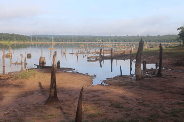 lake in the forest