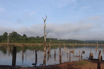 Hiking spots in Thailand Carrying a backpack through the forest Travel to Thailand, breathe in oxygen to fill your lungs, travel, trekking, fog, green trees. 