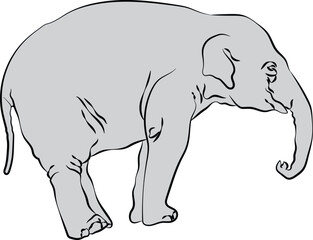 Elephant in line art ready to paint.