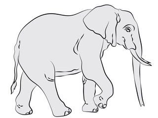 Elephant in line art ready to paint.