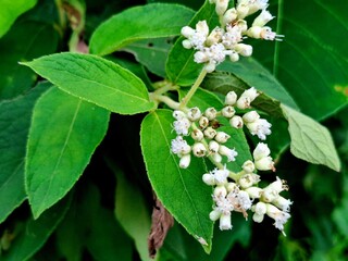 green leaves with small white flowers