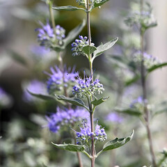 老け行く秋の花盛り