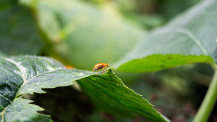 Orange beetle on a green leaf in nature