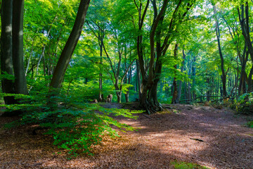 Epping Forest