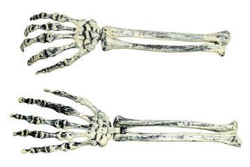 Two hands skeletons isolated over a white background. The skeletons are positioned next to each...