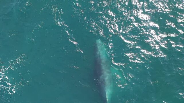 Ballenas en Puerto Vallarta