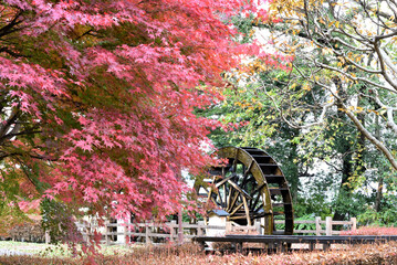 水車と紅葉