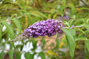 A close-up of a flowering plant with vibrant purple blossoms against a green backdrop.