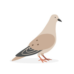 Dove simple vector illustration. Dove cartoon clipart, bird animal in flat style. Farm animals concept, rural farming. Livestock poultry dove vector design isolated on white background