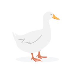 White duck vector illustration. Duck cartoon clipart, animal in flat style. Farm animals concept, rural farming. Livestock poultry duck vector design isolated on white background