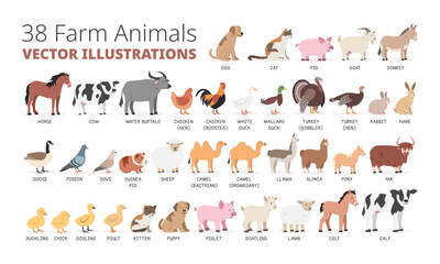 Farm animals simple vector illustration set. Domestic animals cartoon clipart set in flat style. Dog, cat, pig, donkey, goat, turkey, rabbit, dairy cow, pigeon, sheep, chicken, hen, duck, horse, goose © Vinh
