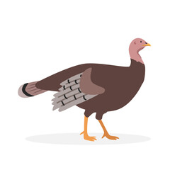 Turkey simple vector illustration. Female turkey or hen turkey cartoon clipart, animal in flat style. Farm animals concept, rural farming. Livestock poultry turkey vector design isolated on white