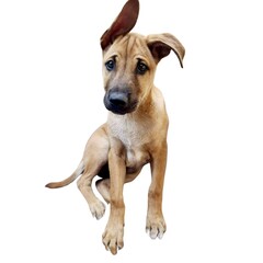 Obraz premium A cute, brown puppy with floppy ears and big, expressive eyes, sitting and looking up.