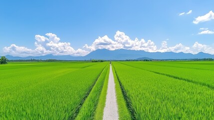 Fototapeta premium Tranquil Rice Paddy Field With Mountain View