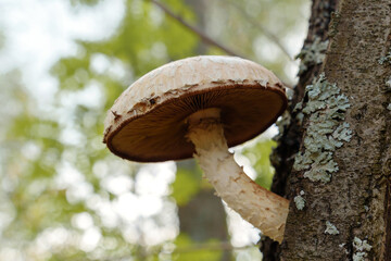 Hemipholiota populnea mushroom, a wood-decomposing species in the Pholiota genus, colonizes a fallen tree trunk, contributing to the forest's nutrient cycle.