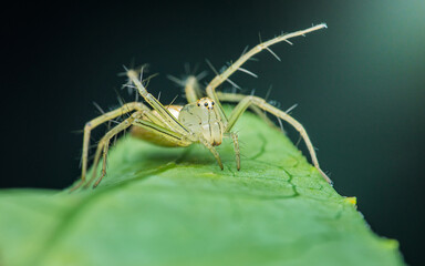 Lynx spider perched on a green leaf.