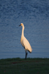 Egret on golf course in South Florida Marco Island