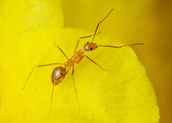 Yellow crazy ant on yellow petal background.