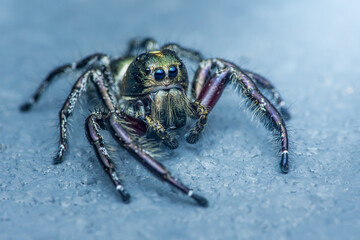 Jumping spider standing on a blue surface.
