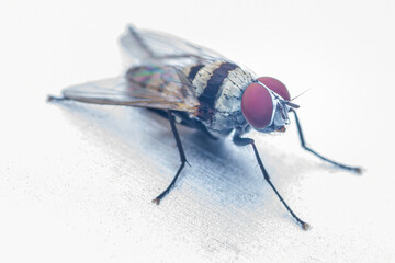 Housefly standing on white surface with red eyes.