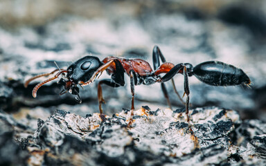 Black ant walking on a tree trunk close up.