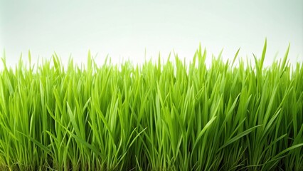 Fototapeta premium Fresh long green grass isolated on a flat background, green, grass, fresh, isolated, nature, plant, vibrant, growth