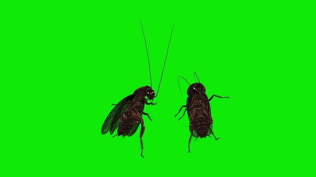 2 Cockroach Pest Bugs - Creepy Dancing Loop - Side View Close Up - Green Screen - Realistic 3D animation isolated on chroma key background