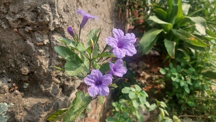 A close-up shot of delicate purple flowers blooming against a rough, textured wall. The vibrant...