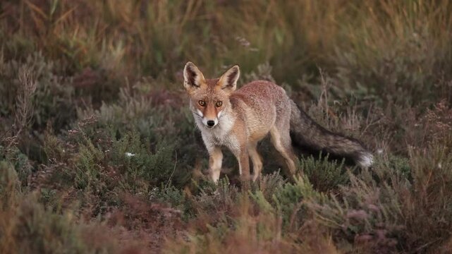 Red Fox (Vulpes vulpes) feeding on something on the ground while staying vigilant and frequently looking around in a grassy area near Toledo, Spain