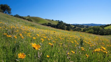 Wildflowers in a Rolling Hill Meadow