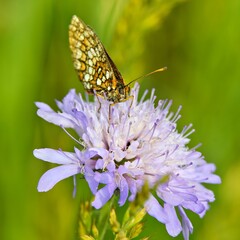 A butterfly perched on a lavender flower in a lush green environment.