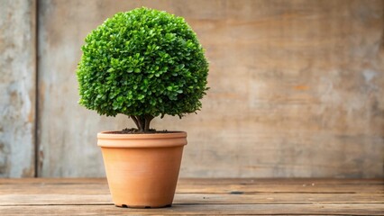 Evergreen Buxus sempervirens tree in a decorative pot, evergreen, tree, Buxus sempervirens, pot, garden, botanical, foliage